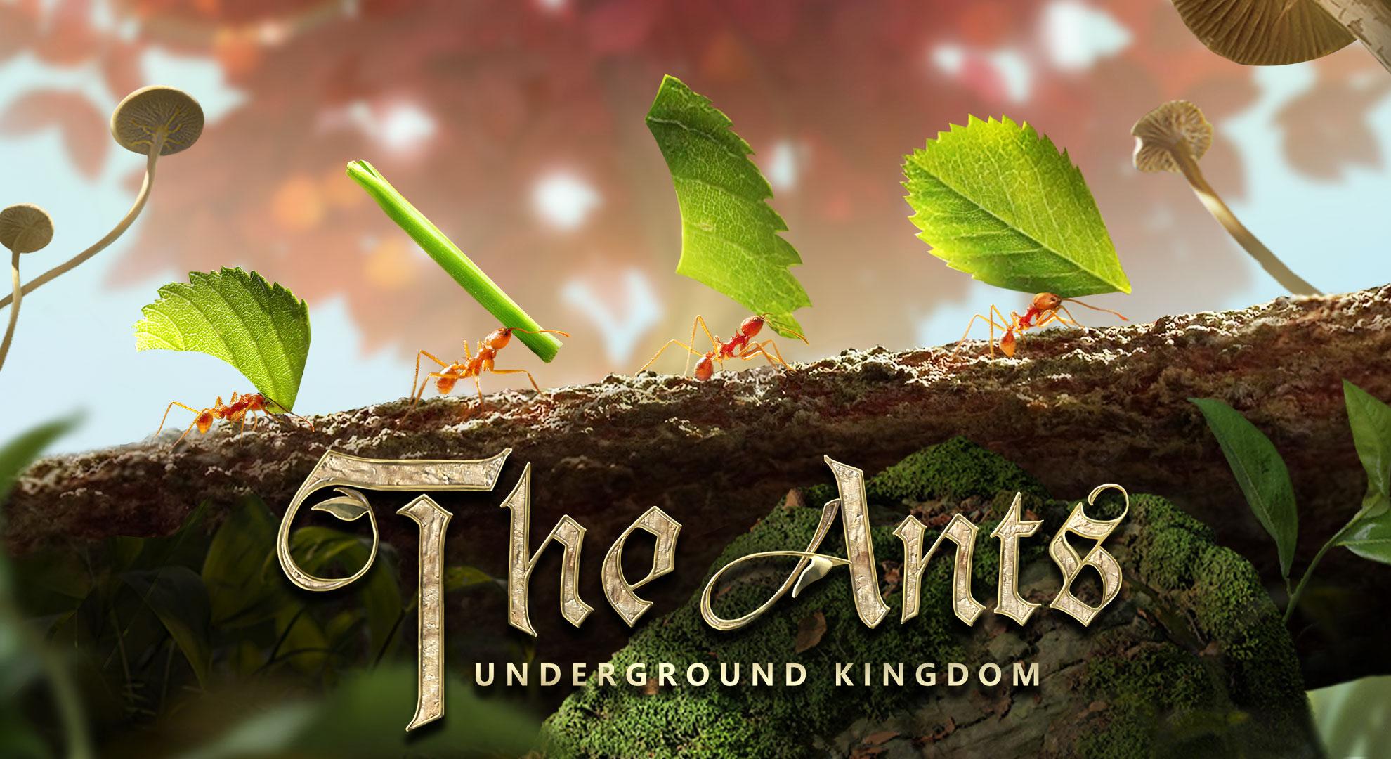 The Ants　レビュー